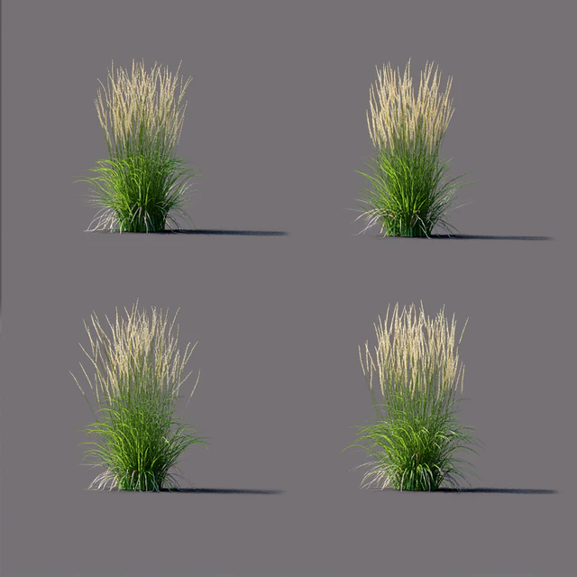 Вейник остроцветковый | Calamagrostis acutiflora Karl Foerster — Скачать