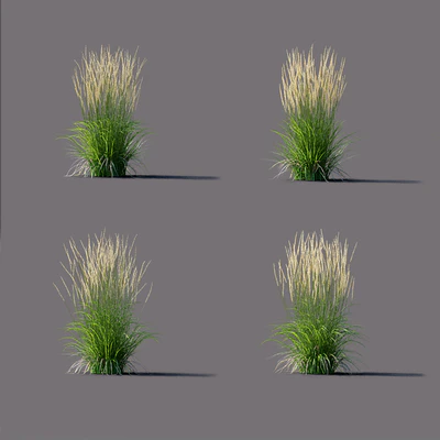 Вейник остроцветковый | Calamagrostis acutiflora Karl Foerster — Вид 3