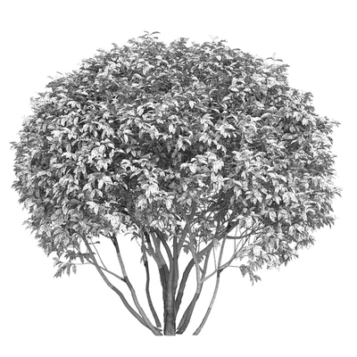Ligustrum shining (Biryuchina) — Ver 2