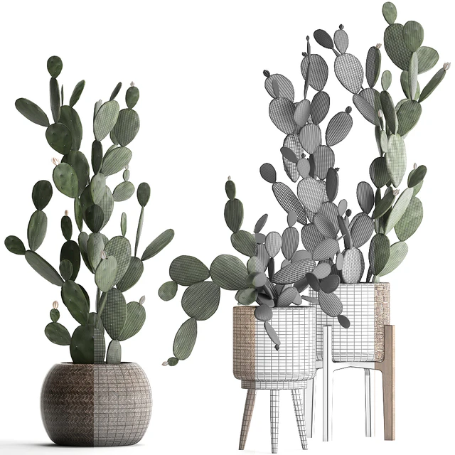 Plant Collection cactus 397. Basket, rattan, prickly pear, Prickly pear, indoor cacti, eco design, natural materials — Descargar