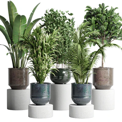 collection Indoor plant 115 metal dirt old vase handmade pot plant ravenala ficus rubbery palm — Ver 1