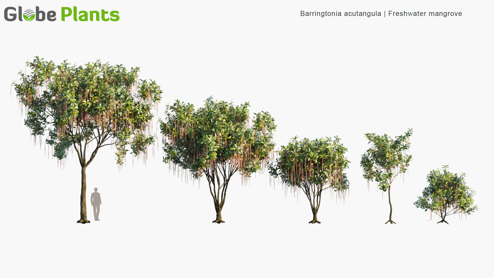 barringtonia acutangula — Скачать