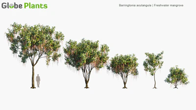 barringtonia acutangula — download