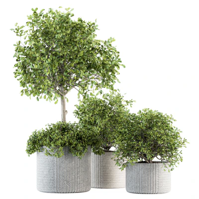indoor Plant Set 189 - Tree in pot — descargar