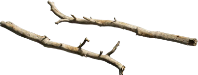 old tree branch 002 — Скачать