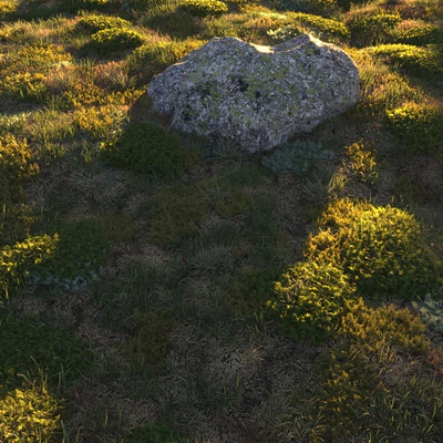 Forest grass — Вид 3