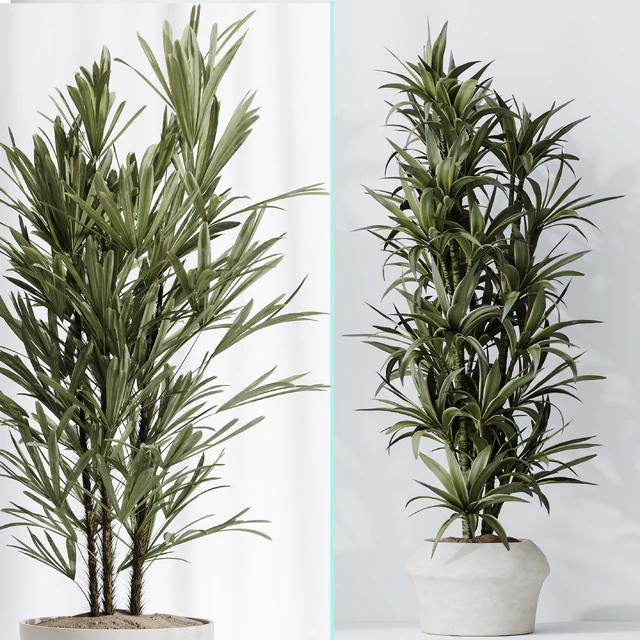 Dracaena Warneckii Lemon and Rhapis Excelsa vases — Скачать