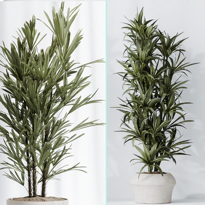 Dracaena Warneckii Lemon and Rhapis Excelsa vases — Вид 4