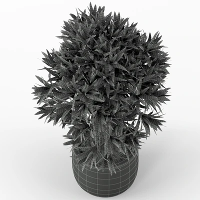 Plants collection 224 — Ver 2