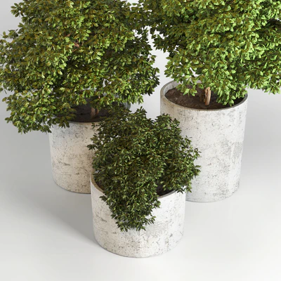 Outdoor plant 05 — Ver 3