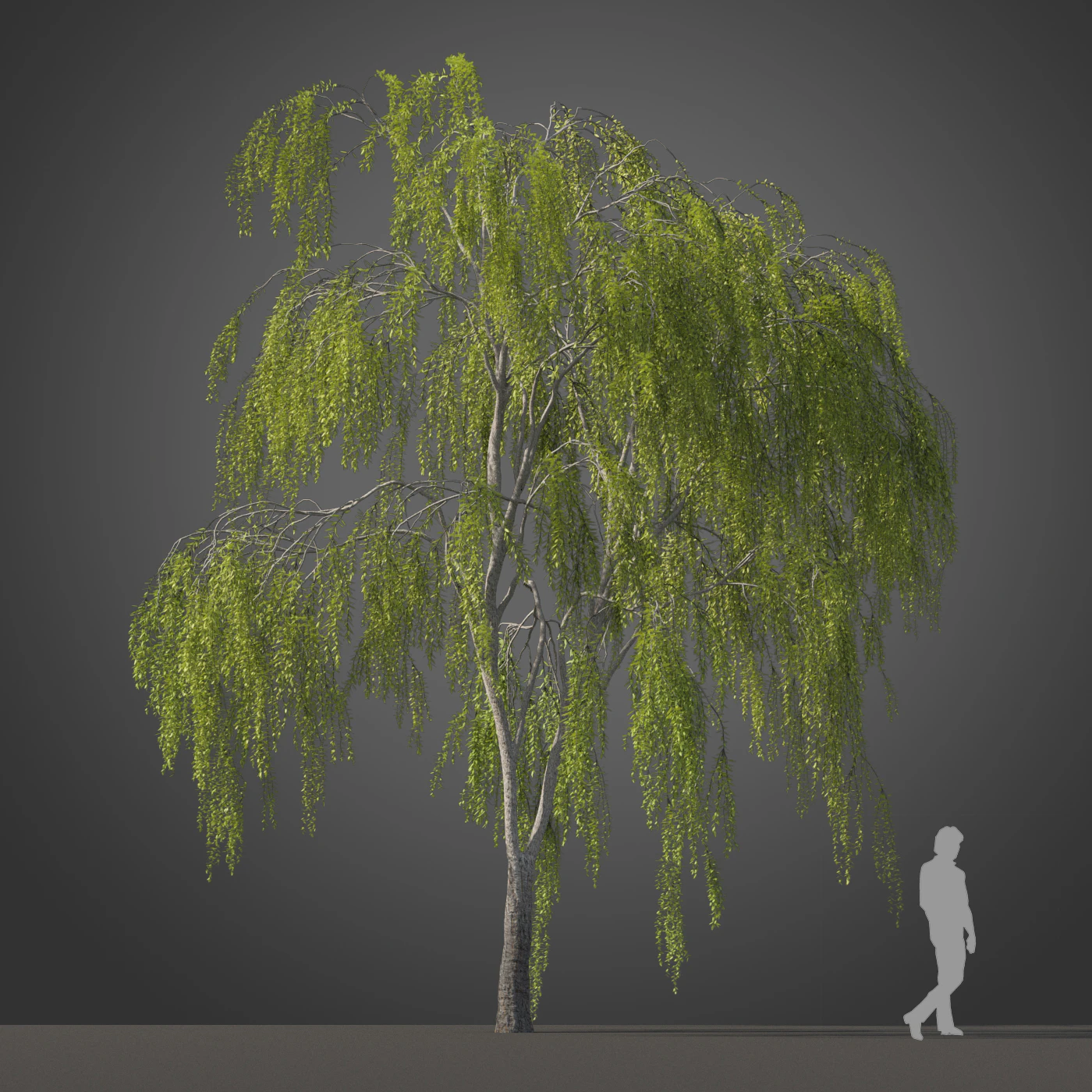 subtropical trees 021 — Descargar