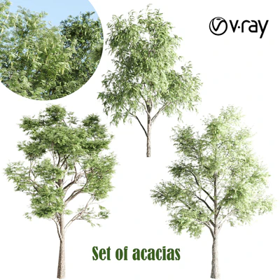 set of acacias-vray — Вид 1