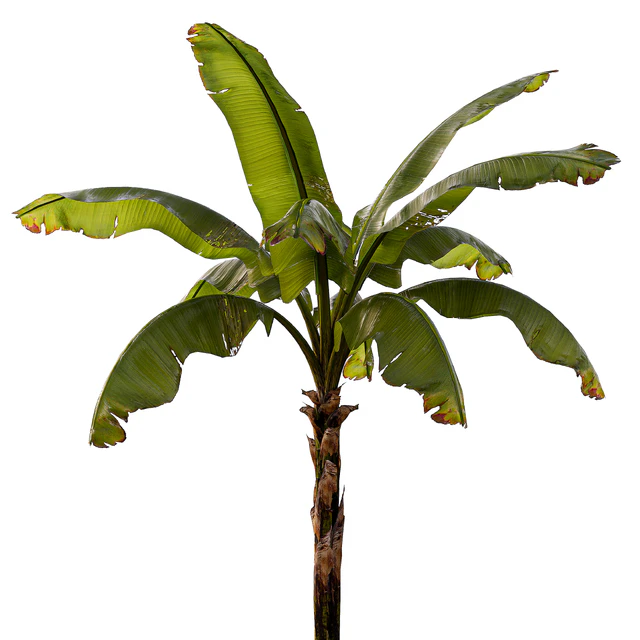banana palm — Descargar