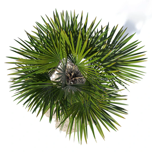Trachycarpus fortunei palm tree — Скачать