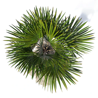 Trachycarpus fortunei palm tree — Вид 3