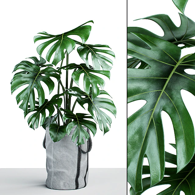Monstera in tissue pots — Descargar