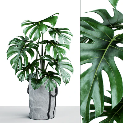 Monstera in tissue pots — Ver 1