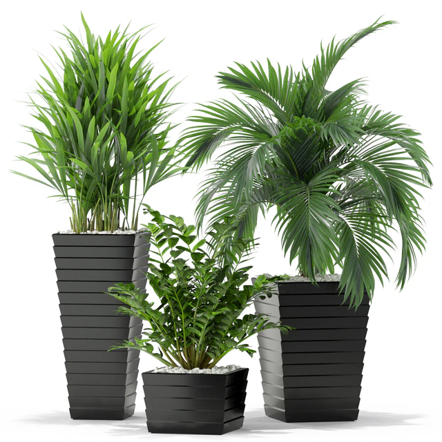 Plants collection 371 — Descargar