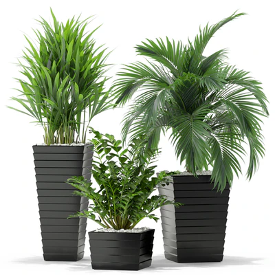 Plants collection 371 — Ver 3