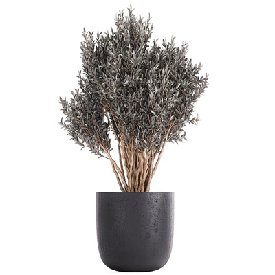 Plant collection 812. olive, outdoor flowerpot, bushes, black pot, tree, bushes, concrete — Ver 3