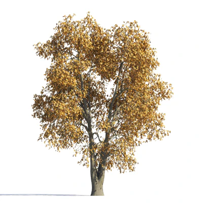 029 autumn — Скачать