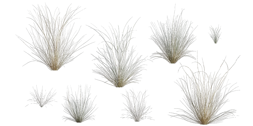 xeric grass 001 — Скачать