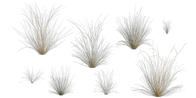 xeric grass 001 — Скачать
