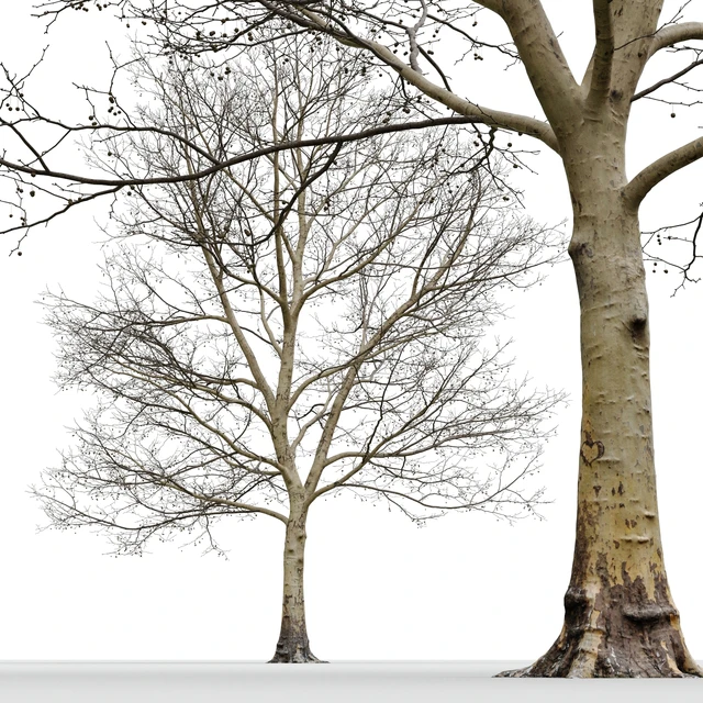 Plane-tree / Sycamore / Platanus #13 — Descargar