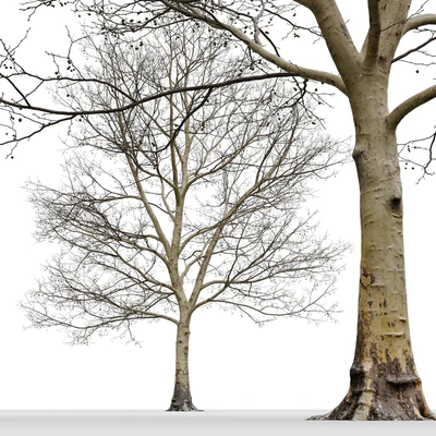 Plane-tree / Sycamore / Platanus #13 — Ver 6