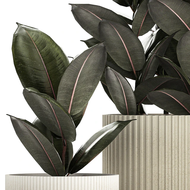 Beautiful tree in a pot Ficus rubbery, elastica, Ficus Abidjan, Ficus Robusta. Plant collection 1246 — Descargar