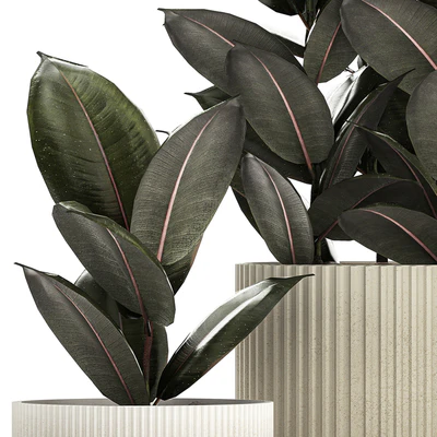Beautiful tree in a pot Ficus rubbery, elastica, Ficus Abidjan, Ficus Robusta. Plant collection 1246 — Ver 5
