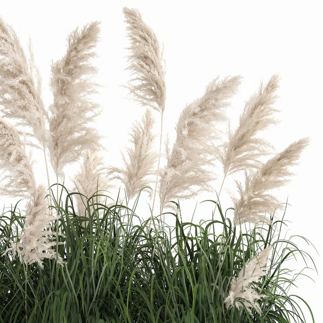 Bush white pampas grass in a street rusty metal pot, white reed, Cortaderia.  1033. — Descargar