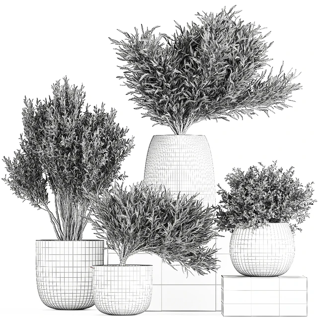 Plant collection 812. olive, outdoor flowerpot, bushes, black pot, tree, bushes, concrete — Descargar