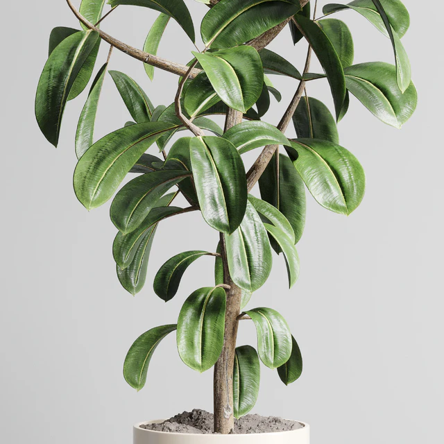 Indoor outdoor plant 106 wood vase pot ficus rubbery — Descargar