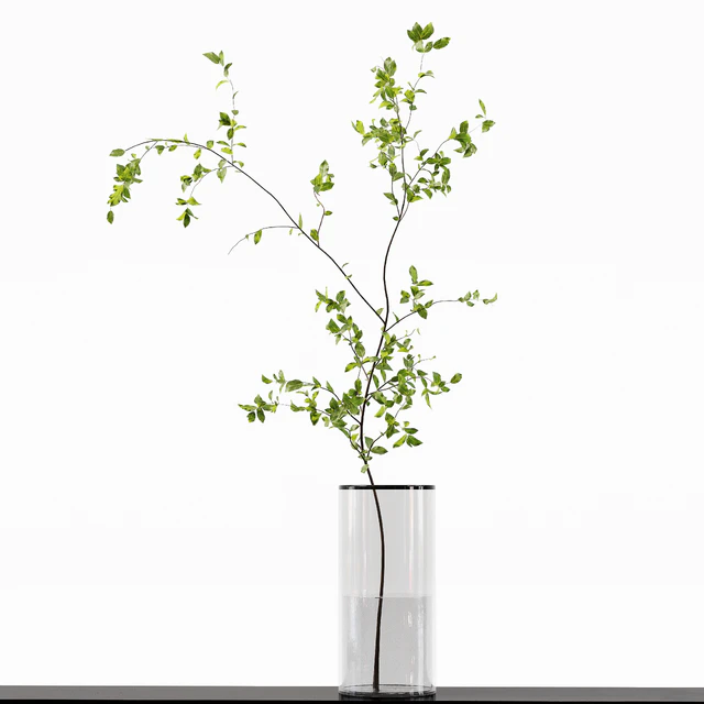 Collection Indoor Plants 015 — Descargar