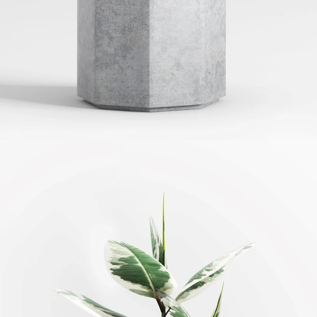 Plants and Planters  8 (Ficus Elastica Variegata) — Скачать