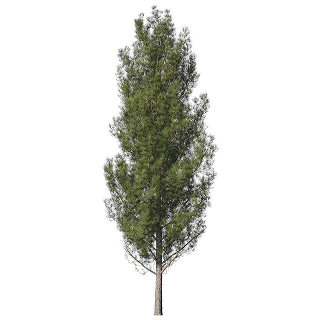 Pine — Descargar