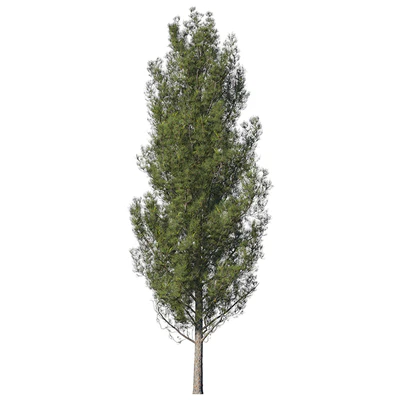 Pine — Ver 2