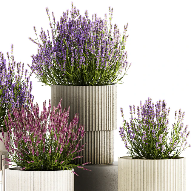 Wildflower bushes in outdoor flowerpots from lavender, catnip, sage, Plant Collection 1193 — Descargar