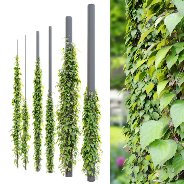 Vine plant 3 — Descargar
