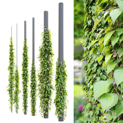 Vine plant 3 — Ver 2