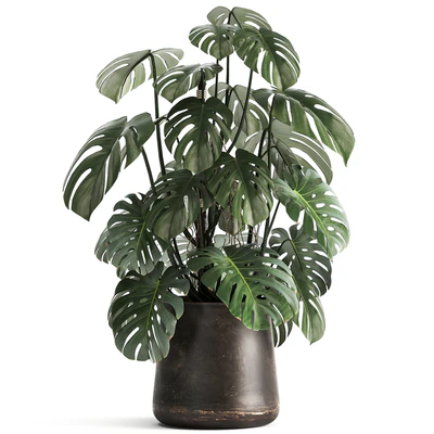 An exotic plant in a rusty metal pot with a Monstera bush. 1001. — Ver 2