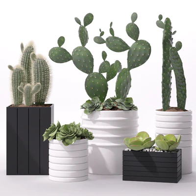 Contemporary houseplants 2 — Вид 1