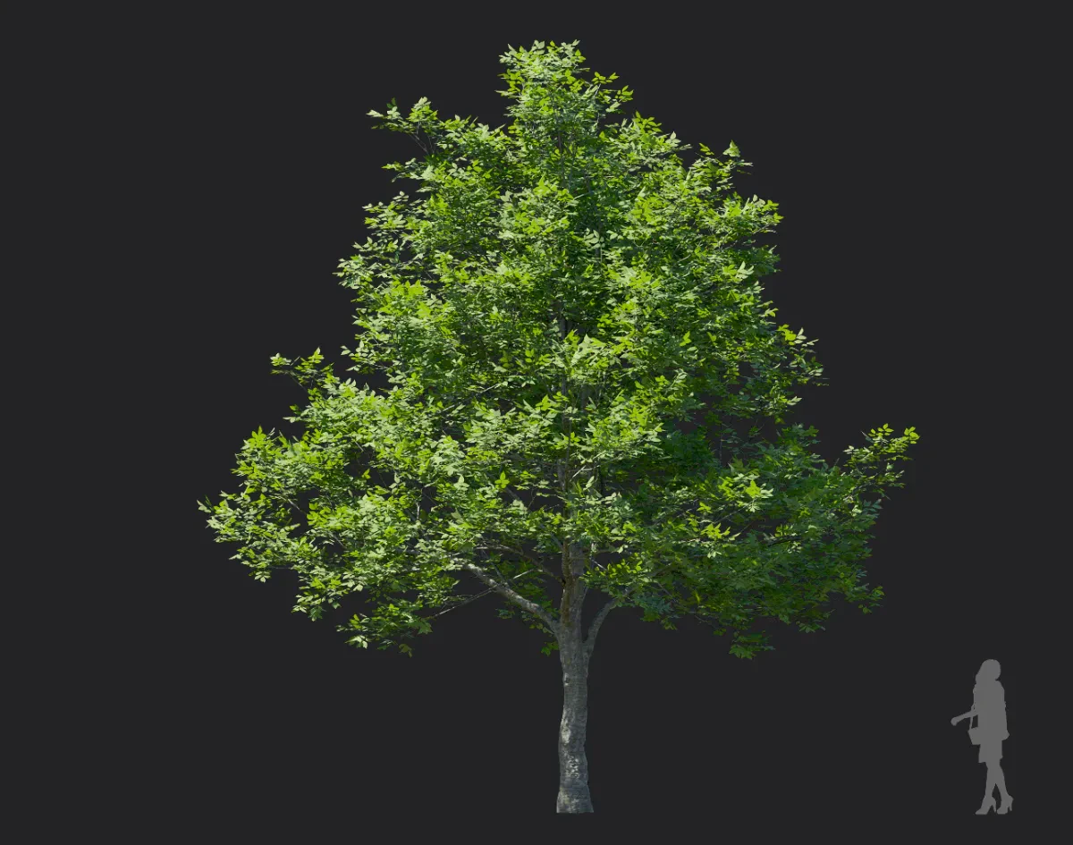 fraxinus rhynchophylla 006 — Descargar