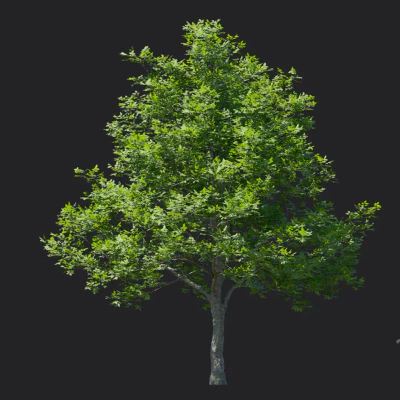 fraxinus rhynchophylla 006 — Descargar