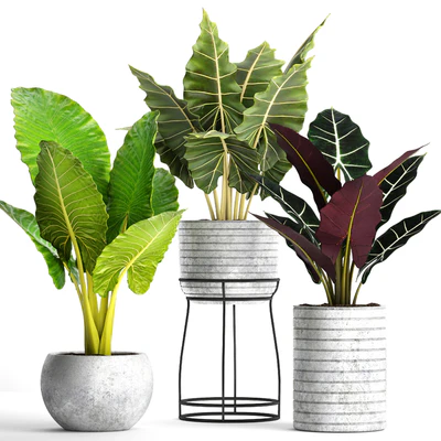 Collection of plants in pots 33. alocasia, concrete pot, flowerpot, small plants, flowers, flower stand, exotic — Ver 1