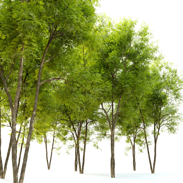 Summit green ash (Fraxinus pennsylvanica Summit) 2 — Скачать