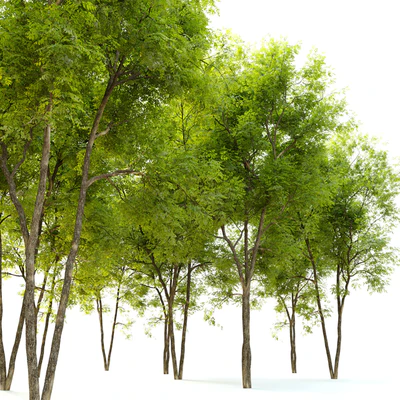 Summit green ash (Fraxinus pennsylvanica Summit) 2 — Вид 3