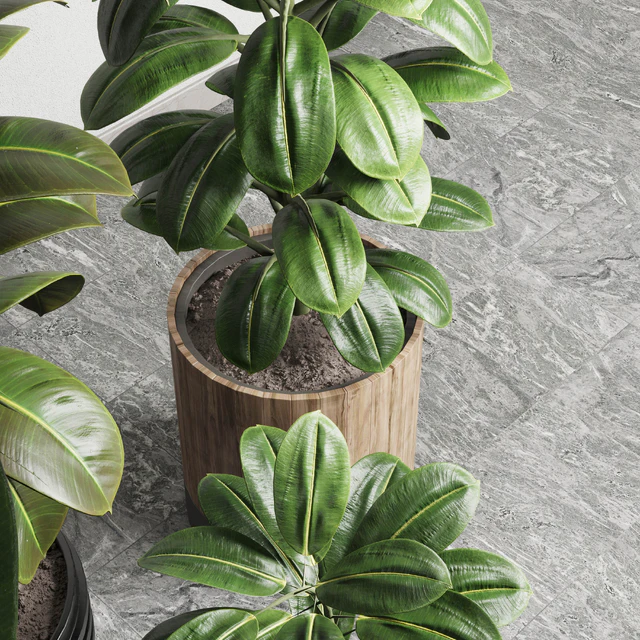 Ficus - Ficus rubbery plant 165 dirty wooden and plastic pots — Descargar