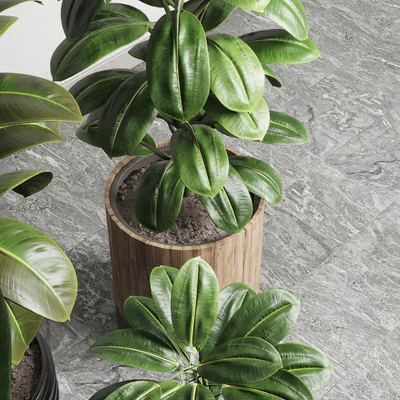 Ficus - Ficus rubbery plant 165 dirty wooden and plastic pots — Ver 3